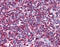 Selectin P Ligand antibody, 51-571, ProSci, Immunohistochemistry paraffin image 