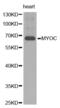 MYOC antibody, abx001338, Abbexa, Western Blot image 