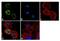 Syntrophin Beta 2 antibody, MA1-745, Invitrogen Antibodies, Immunofluorescence image 