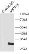 Mitochondrial Ribosomal Protein L28 antibody, FNab05325, FineTest, Immunoprecipitation image 