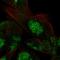 Von Willebrand Factor A Domain Containing 5A antibody, HPA061500, Atlas Antibodies, Immunofluorescence image 