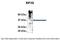 Eukaryotic Translation Initiation Factor 3 Subunit G antibody, 25-619, ProSci, Immunoprecipitation image 