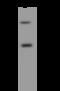 SLAM Family Member 9 antibody, 205594-T32, Sino Biological, Western Blot image 