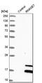 Ribonuclease A Family Member 7 antibody, HPA005690, Atlas Antibodies, Western Blot image 