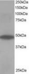 Oxysterol Binding Protein Like 1A antibody, TA302903, Origene, Western Blot image 