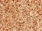 FYVE, RhoGEF And PH Domain Containing 6 antibody, CSB-PA761649EA01HU, Cusabio, Immunohistochemistry frozen image 