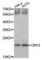 Chromobox 3 antibody, abx001835, Abbexa, Western Blot image 