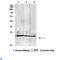 Gremlin 2, DAN Family BMP Antagonist antibody, LS-C813862, Lifespan Biosciences, Western Blot image 