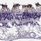 Phosphodiesterase 6A antibody, HPA074677, Atlas Antibodies, Immunohistochemistry frozen image 
