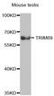 RNF36 antibody, MBS2516747, MyBioSource, Western Blot image 