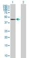 General Transcription Factor IIH Subunit 4 antibody, H00002968-B01P, Novus Biologicals, Western Blot image 