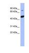 Pogo Transposable Element Derived With KRAB Domain antibody, NBP1-80336, Novus Biologicals, Western Blot image 