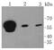 Heterogeneous Nuclear Ribonucleoprotein K antibody, NBP2-67581, Novus Biologicals, Western Blot image 