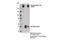 RNA Polymerase II Subunit A antibody, 13523S, Cell Signaling Technology, Immunoprecipitation image 