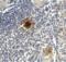 T Cell Immunoreceptor With Ig And ITIM Domains antibody, SD8828, ProSci, Immunohistochemistry paraffin image 