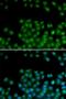 Secreted frizzled-related protein 2 antibody, LS-C346077, Lifespan Biosciences, Immunofluorescence image 