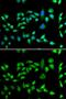 DnaJ homolog subfamily B member 6 antibody, GTX33160, GeneTex, Immunocytochemistry image 