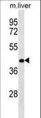 Ras Association Domain Family Member 10 antibody, LS-C162463, Lifespan Biosciences, Western Blot image 