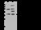 Polyglutamine Binding Protein 1 antibody, 200886-T38, Sino Biological, Western Blot image 