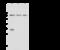 PHD Finger Protein 21A antibody, 107991-T32, Sino Biological, Western Blot image 