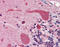 Heat Shock Protein 90 Alpha Family Class B Member 1 antibody, 48-054, ProSci, Immunohistochemistry paraffin image 