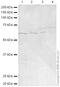 Cell Division Cycle 20 antibody, ab26483, Abcam, Western Blot image 
