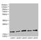 Q9H2H8-2 antibody, CSB-PA863962LA01HU, Cusabio, Western Blot image 