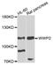 WW Domain Containing E3 Ubiquitin Protein Ligase 2 antibody, abx006626, Abbexa, Western Blot image 