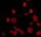 KIAA0100 antibody, NBP2-66915, Novus Biologicals, Immunofluorescence image 