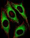 KGFR antibody, GTX25476, GeneTex, Immunofluorescence image 