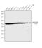 Tubulin Alpha 1a antibody, MA1-80017, Invitrogen Antibodies, Western Blot image 