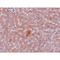 Lysine Demethylase 3A antibody, LS-C108577, Lifespan Biosciences, Immunohistochemistry frozen image 