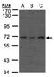 Cell Division Cycle 16 antibody, NBP1-32182, Novus Biologicals, Western Blot image 