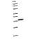 SECIS Binding Protein 2 antibody, LS-C342686, Lifespan Biosciences, Western Blot image 