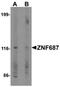 Zinc Finger Protein 687 antibody, orb75798, Biorbyt, Western Blot image 