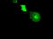 Crystallin Alpha B antibody, TA500550, Origene, Immunofluorescence image 