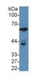 Glucose-6-Phosphate Isomerase antibody, LS-C372589, Lifespan Biosciences, Western Blot image 