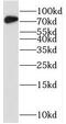 Spermatid perinuclear RNA-binding protein antibody, FNab08352, FineTest, Western Blot image 