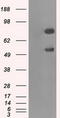 GLGB antibody, TA500846, Origene, Western Blot image 