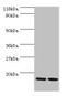 Ribosomal Protein L27 antibody, CSB-PA02345A0Rb, Cusabio, Western Blot image 