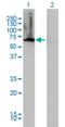 Adenosylhomocysteinase Like 1 antibody, H00010768-M05, Novus Biologicals, Western Blot image 