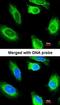 Glycerol Kinase 2 antibody, orb73802, Biorbyt, Immunofluorescence image 