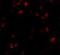 FERM And PDZ Domain Containing 1 antibody, NBP1-77082, Novus Biologicals, Immunofluorescence image 