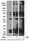 Acetyl Lysine antibody, NBP2-77397, Novus Biologicals, Western Blot image 