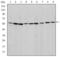 Apoptosis Inducing Factor Mitochondria Associated 1 antibody, GTX60476, GeneTex, Western Blot image 