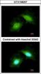 Growth Arrest And DNA Damage Inducible Gamma antibody, GTX108257, GeneTex, Immunocytochemistry image 