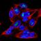 Major Facilitator Superfamily Domain Containing 9 antibody, HPA061859, Atlas Antibodies, Immunocytochemistry image 
