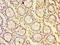 Striatin antibody, LS-C376695, Lifespan Biosciences, Immunohistochemistry paraffin image 