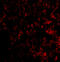 PR/SET Domain 1 antibody, 3989, ProSci, Immunofluorescence image 
