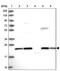 FMRFamide-related peptides antibody, PA5-59700, Invitrogen Antibodies, Western Blot image 